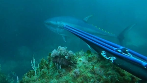 ویدیو ماهیگیری با نیزه | شلیک به سر یک ماهی تن بزرگ - تارگتینو