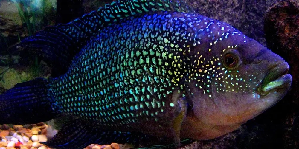 رنگ‌ها، الگوها، باله‌ها و تفاوت‌های جنسی ماهی جک دمپسی | انواع ماهی ها