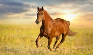 ویدیو سریع ترین اسب جهان | معرفی سریع‌ترین نژادهای اسب در جهان