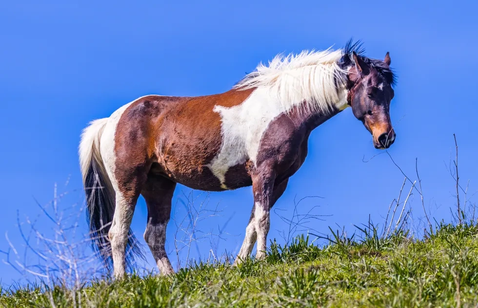 انواع نژاد اسب | خصوصیات نژاد اسب پینت