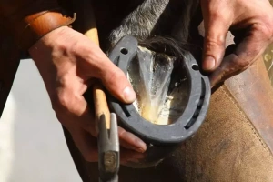ویدیو نعل اسب | آموزش تمیز کردن سم و تعویض نعل اسب