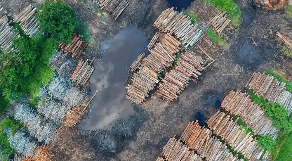 70 واقعیت در مورد جنگل زدایی 