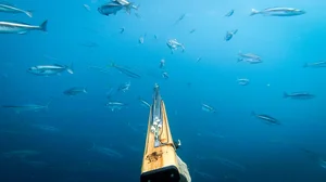ویدیو دیدنی ماهیگیری با نیزه در پهنه آبی اقیانوس