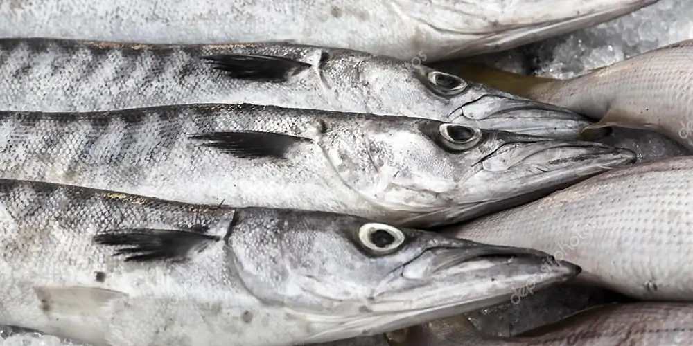 ماهی دولمی(دویلمی) و فرق آن با ماهی شیر | ماهیگیری چیست