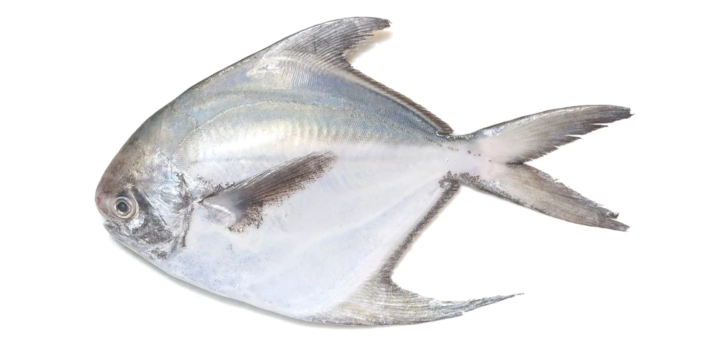 ماهی حلوا سفید(زبیدی) | ماهی‌های خوراکی در ایران
