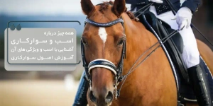 Important_Points_of_Horse_Riding_for_begginers | ورزش سوارکاری و نکاتی مفید و کاربردی برای مبتدیان