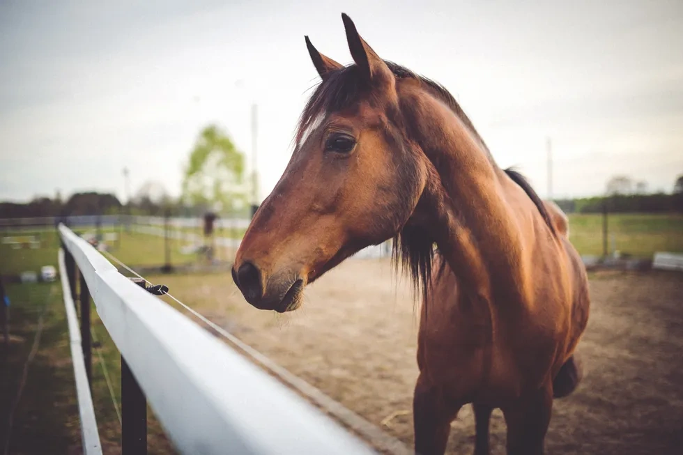 انواع نژاد اسب | خصوصیات نژاد اسب سیستانی