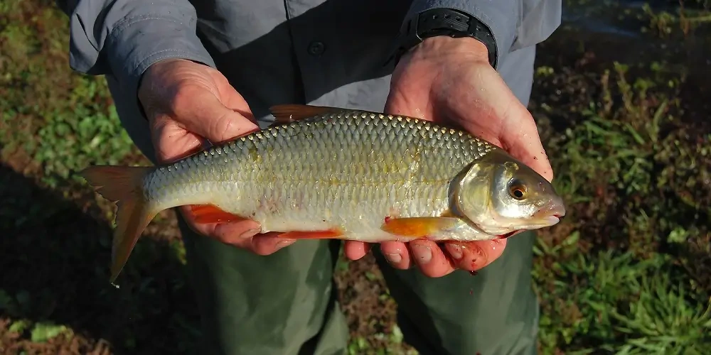 ماهی کُلمه یا کولمه (Caspian Roach) | ماهیگیری چیست؟