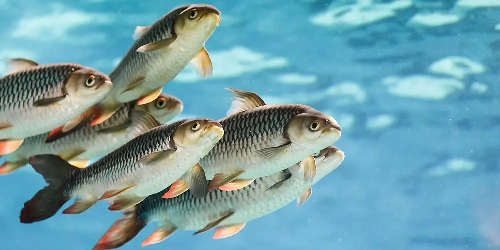 all-about-fishes | همه چیز درمورد ماهی ها | معرفی انواع ماهی در ایران و جهان