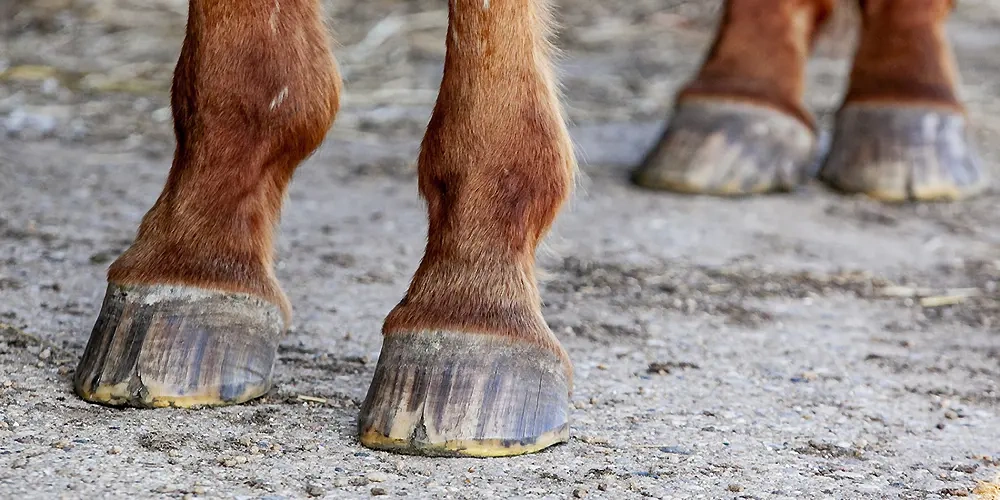 آیا اسب های مسابقه به نعل نیاز دارند؟