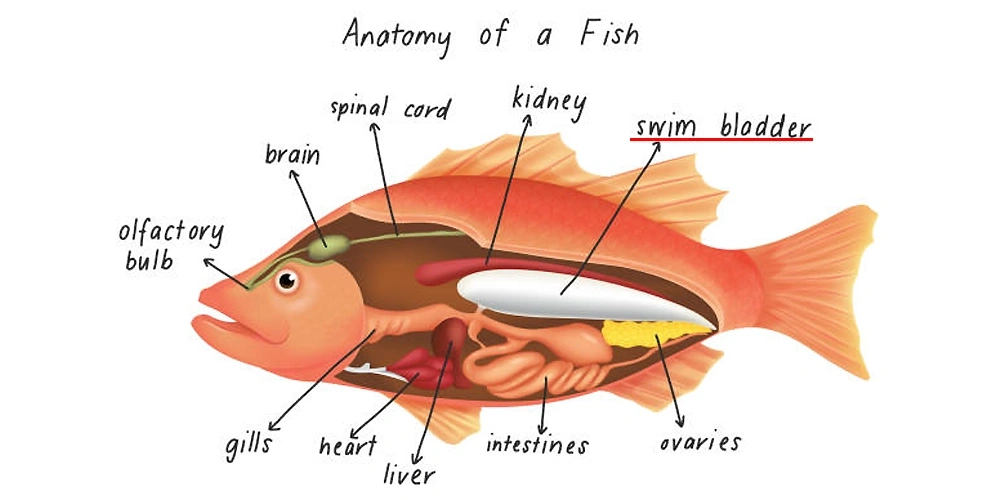 اعضای مختلف بدن ماهی شامل چه قسمت‌هایی است؟