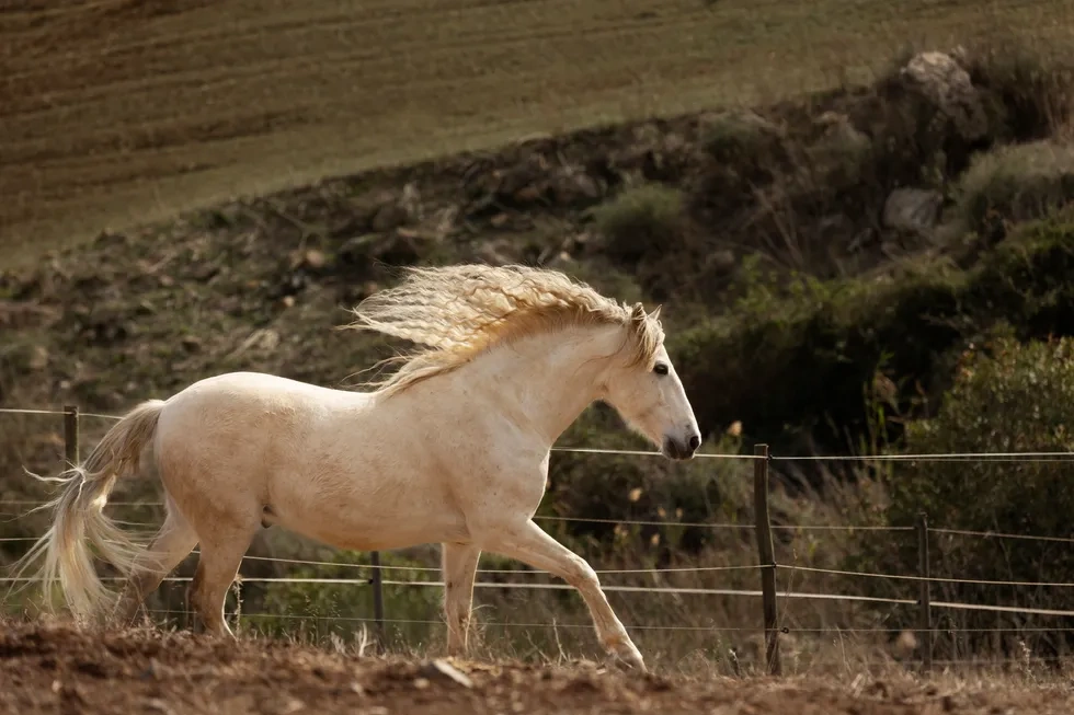 انواع نژاد اسب | خصوصیات نژاد اسب دره شوری