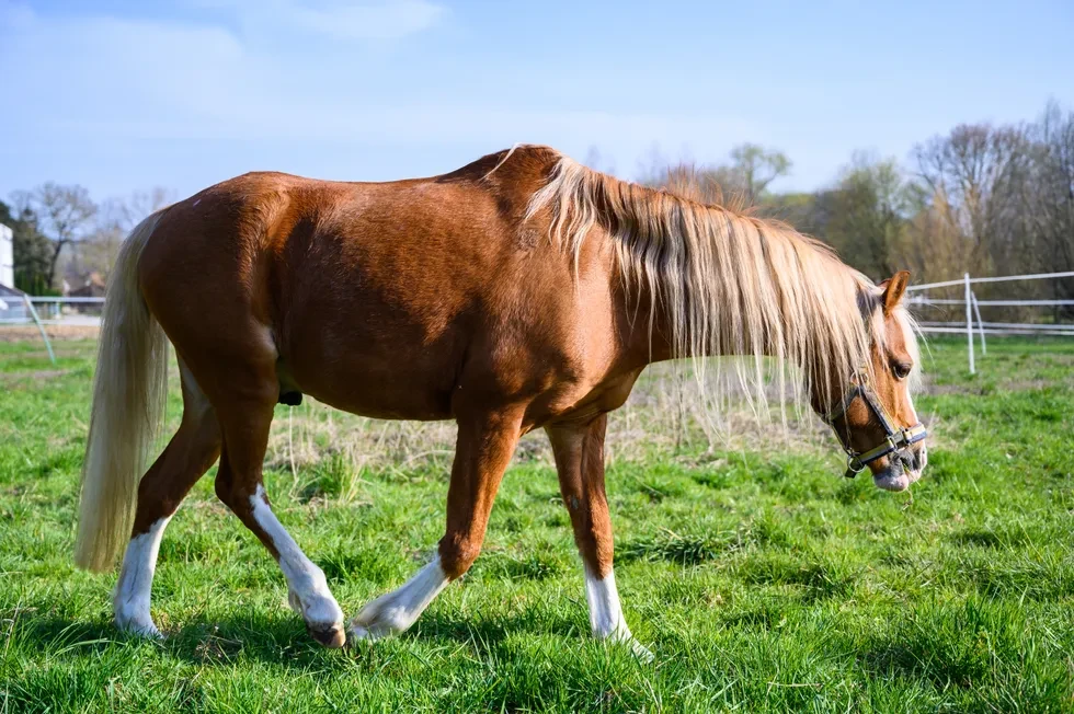 انواع نژاد اسب | مشخصات نژاد اسب آپالوسا