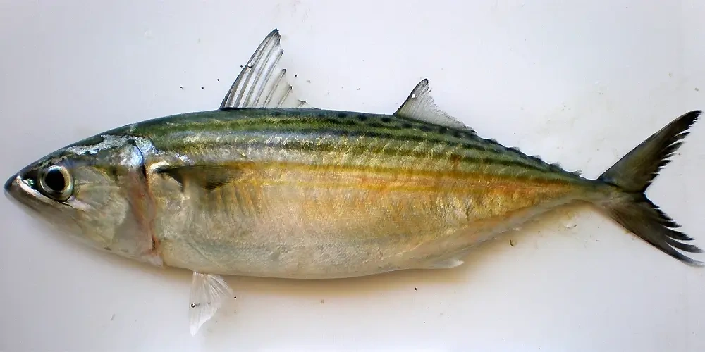 ماهی ساردین (Indian mackerel) | ماهیگیری چیست؟