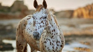 ویدیو اسب‌ های کمیاب از نظر رنگ پوست