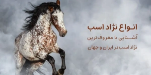 history-of-horses-2 | انواع نژاد اسب | بهترین و معروف ترین نژاد های اسب در ایران و جهان