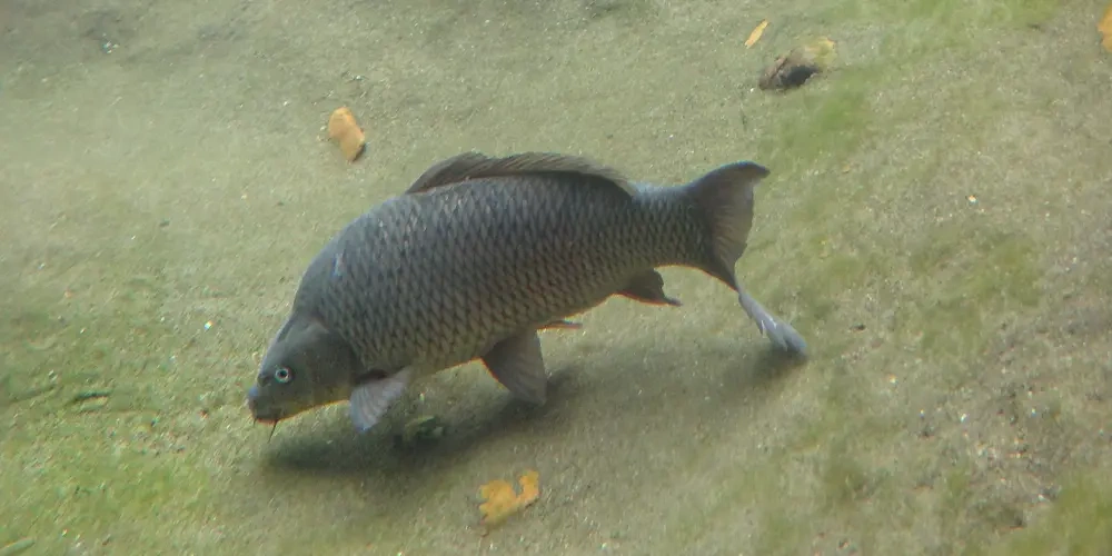 ماهی کپور معمولی (Common Carp)