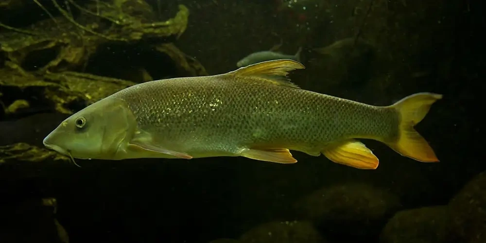 زردپر خزری (Caspian Barbel) | ماهیگیری چیست