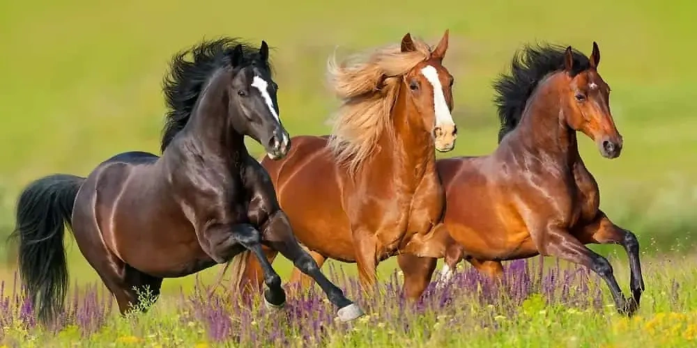 ارتفاع اسب |  اسب و اسب سواری