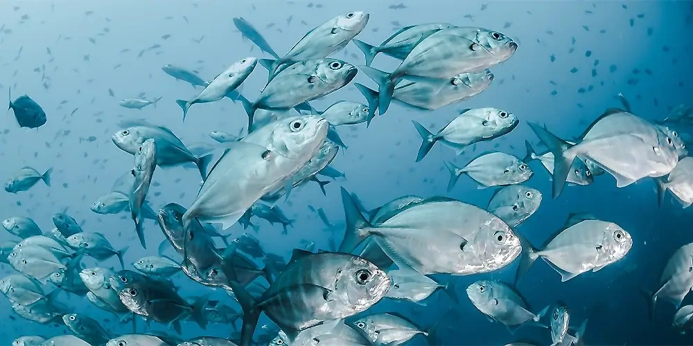 ماهی‌ها از چه طریقی با یکدیگر ارتباط برقرار می‌کنند؟