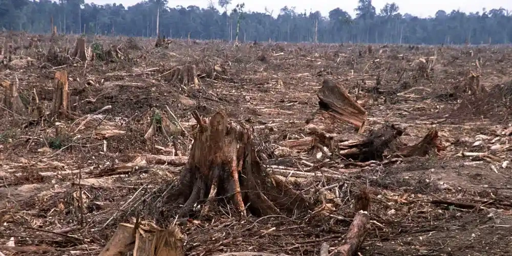 علت جنگل زدایی چیست؛ چرا جنگل زدایی اتفاق می‌افتد؟