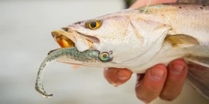 7 مورد از بهترین طعمه‌های ماهی قزل آلا رنگین کمان