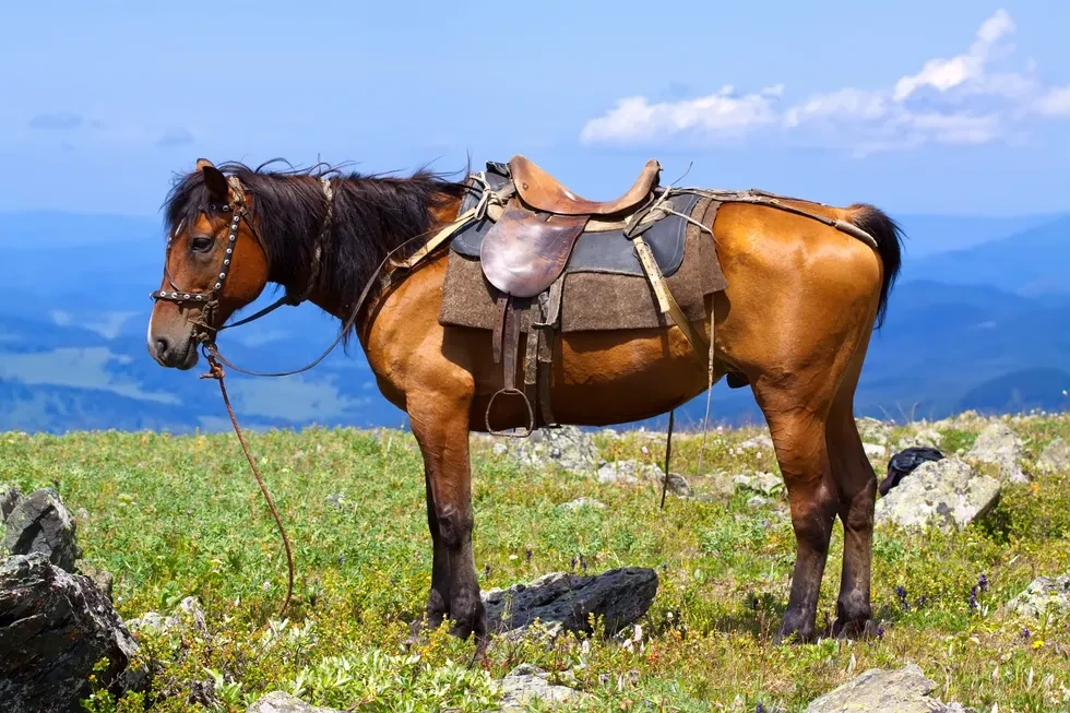 انواع نژاد اسب | خصوصیات اسب ترکمن