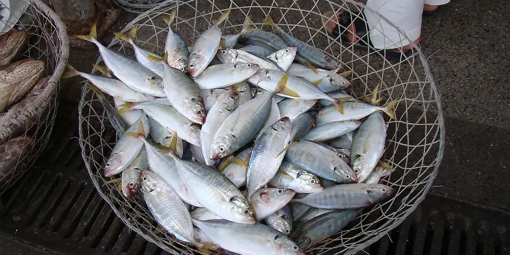 راهنمای خرید و انتخاب ماهی با کیفیت؛ در هنگام خرید ماهی تازه، چه فاکتورهایی را در نظر بگیریم؟