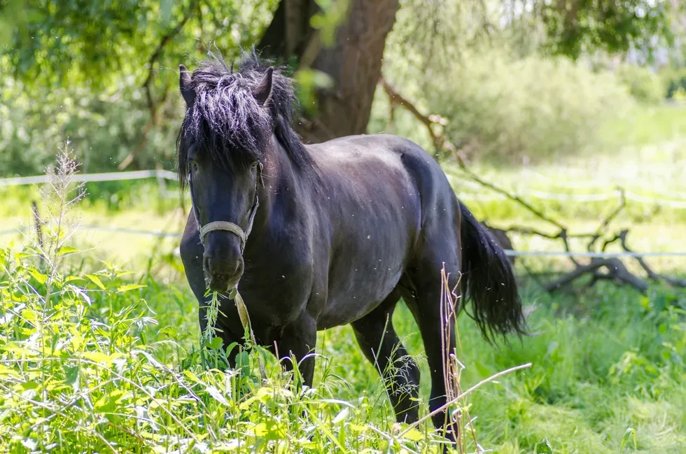 انواع نژاد اسب | مشخصات نژاد اسب الدنبورگ