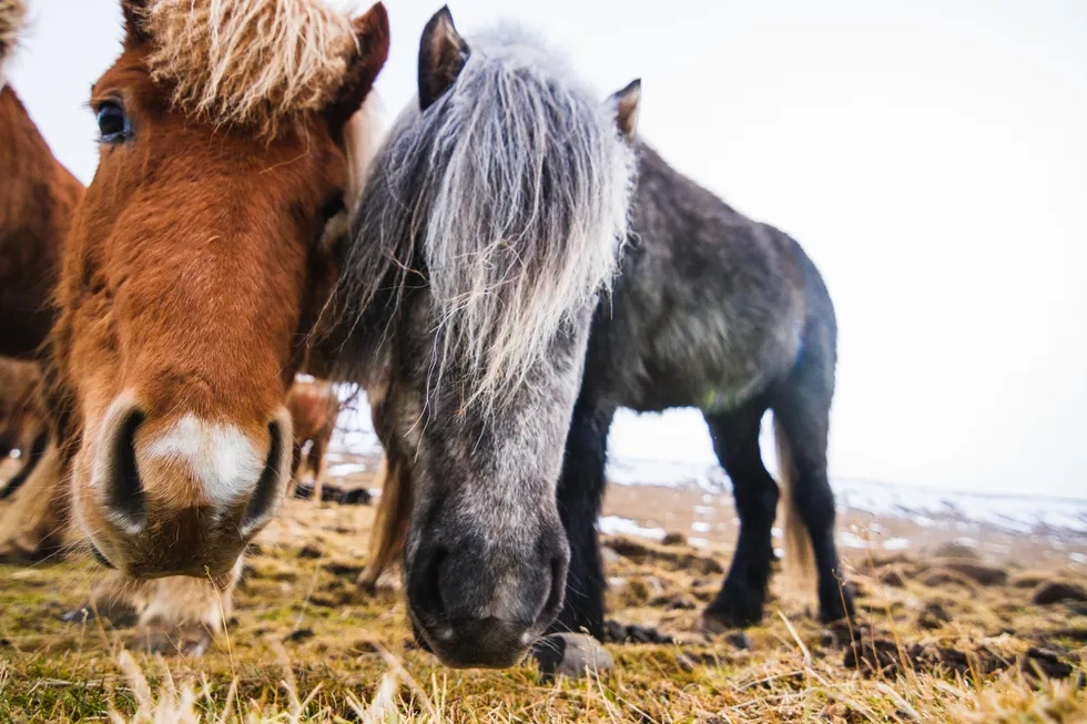 انواع نژاد اسب | خصوصیات نژاد اسب تراکنر