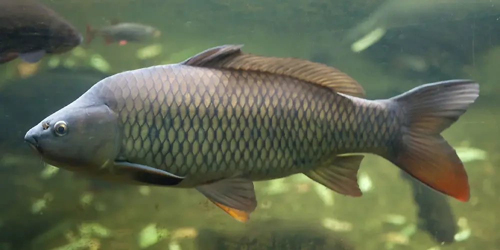 دریاچه خزر مهد بزرگ ماهی‌های کپور