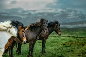 ویدیو نژاد اسب ها برای کشور های مختلف