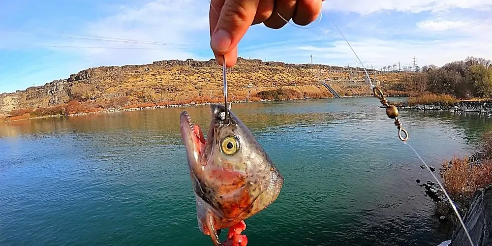 فیلم ماهیگیری؛ تماشای ویدیوی ماهیگیری برای کسب تجربه بیشتر
