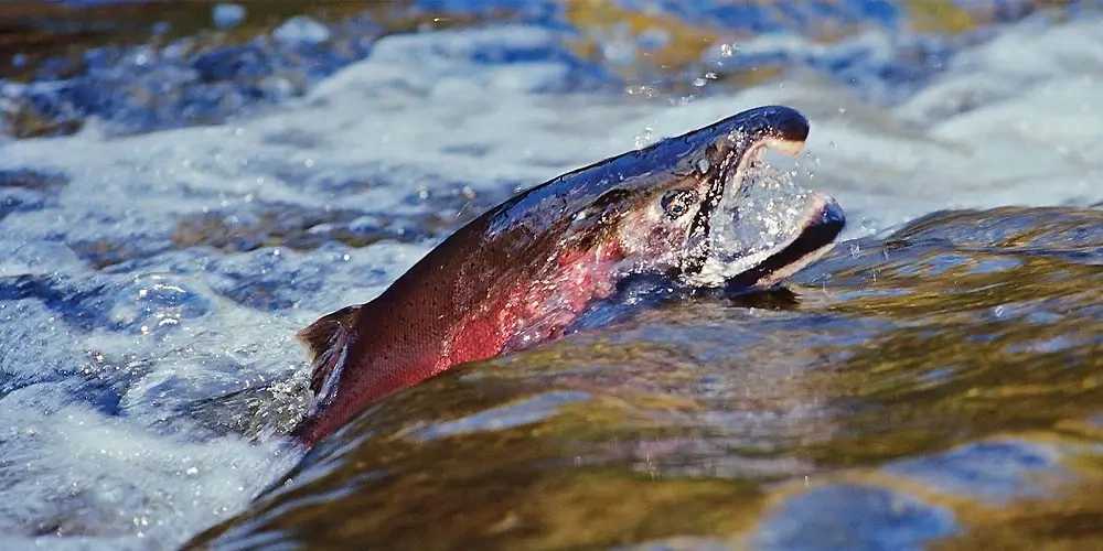 6. ماهی سالمون کوهو آب شیرین (Coho Salmon) (پرورش در سیستم‌های مخزنی، از ایالات متحده) | ماهیگیری چیست؟