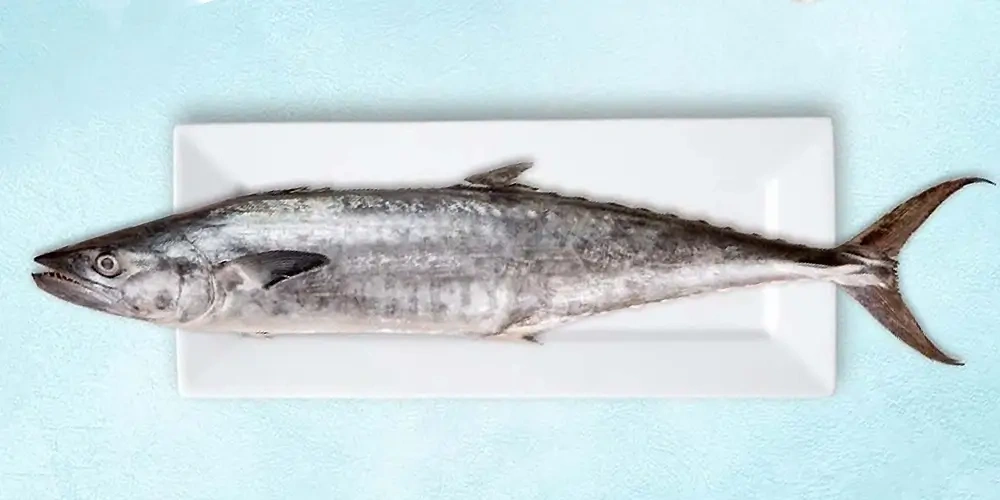 ماهی قباد (Scomberomorus Guttatus) | ماهیگیری چیست؟