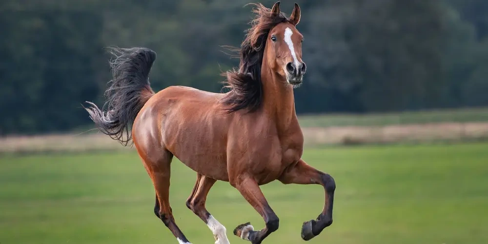 همه چیز در مورد اسب ها  |  اسب و اسب سواری