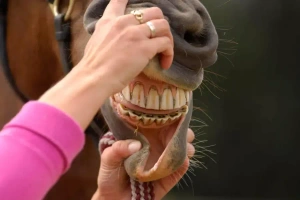 ویدیو دندان های اسب | تشخیص سن اسب از روی دندان