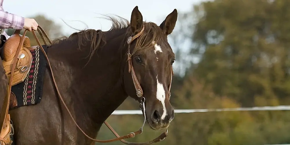 نژاد اسب، تعیین کننده سبک سواری | انواع روش های اسب سواری