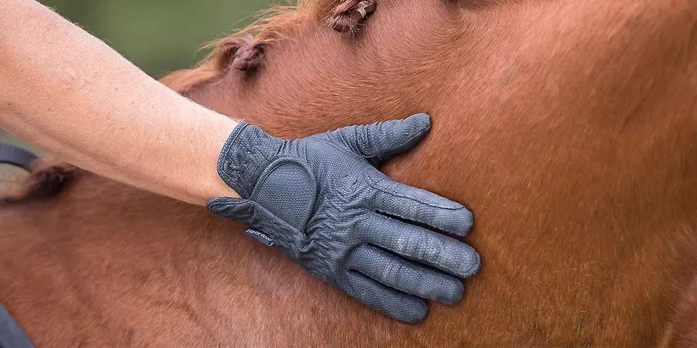 دستکش‌ سوارکاری | تجهیزات اسب سواری