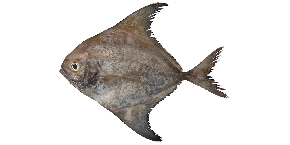  ماهی حلوای سیاه | انواع ماهی جنوب ایران