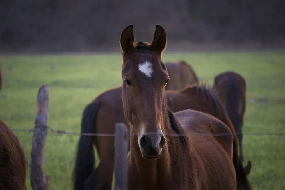 انواع نژاد اسب | خصوصیات نژاد اسب چناران