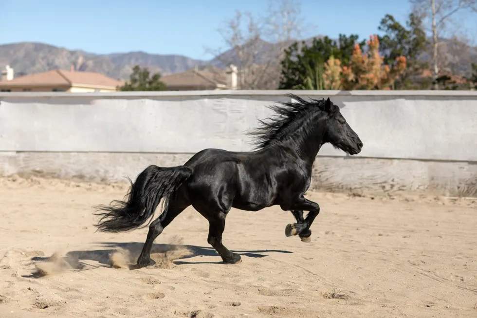 انواع نژاد اسب | خصوصیات نژاد اسب عربی