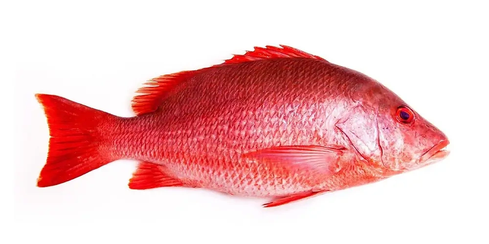 ماهی سرخو (Snapper Fish) | ماهیگیری چیست؟