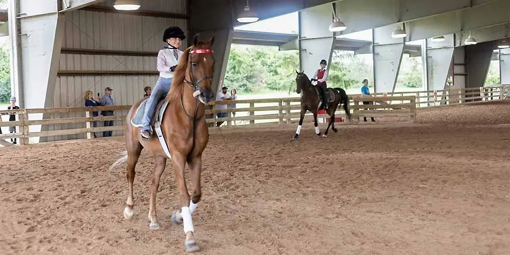اشتباهات رایج مبتدی‌ها در هنگام اسب سواری |  آموزش سوارکاری برای مبتدیان 
