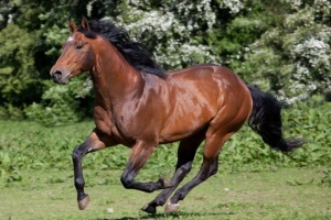 ویدیو گران ترین اسب جهان | 10 تا از گرانترین اسب‌های جهان