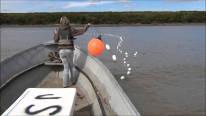 ویدیو صید ماهی سالمون با تور گوشگیر در آلاسکا