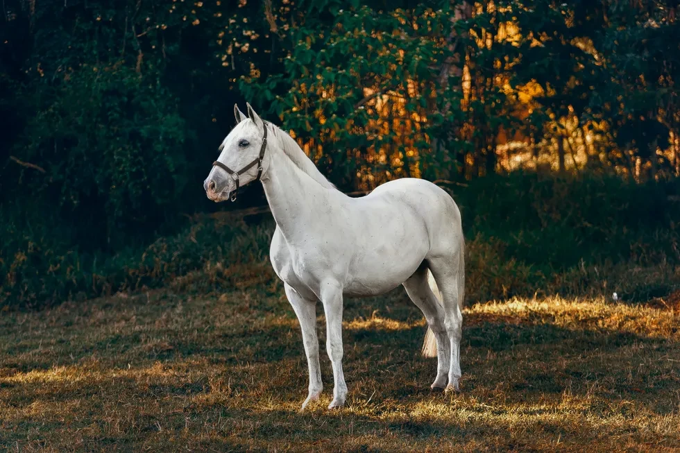 انواع نژاد اسب | مشخصات نژاد اسب کردی