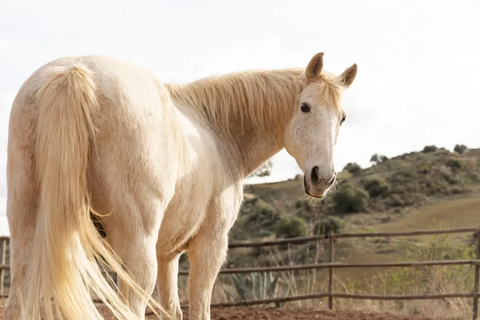 انواع نژاد اسب | خصوصیات نژاد اسب آخال تکه