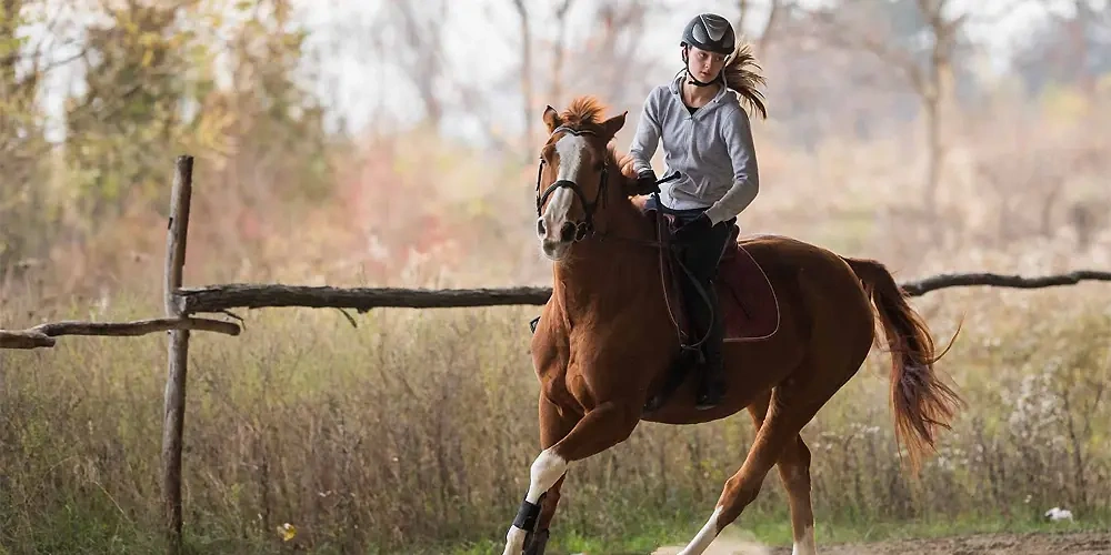 اولین گام در آموزش اسب سواری به افراد مبتدی