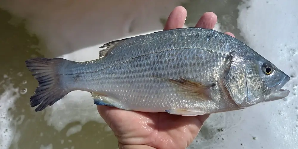 ماهی صُبیتی (Sobaity Seabream) | ماهیگیری چیست؟